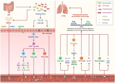 Traditional Chinese medicine to improve immune imbalance of asthma: focus on the adjustment of gut microbiota